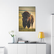 American Baby Bison Walking Through Prairie Grass Wall Art & Canvas Print