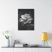 Timeless Garden Rose Portrait Wall Art & Canvas Prints